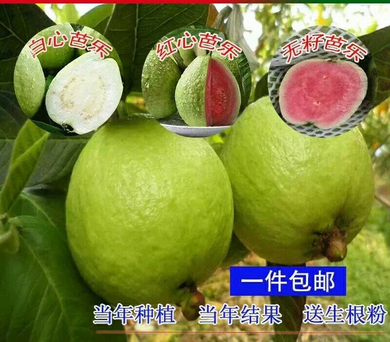 红宝石番石榴苗红宝石芭乐苗新品种无籽少籽芭