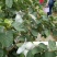 红宝石番石榴苗红宝石芭乐苗新品种无籽少籽芭