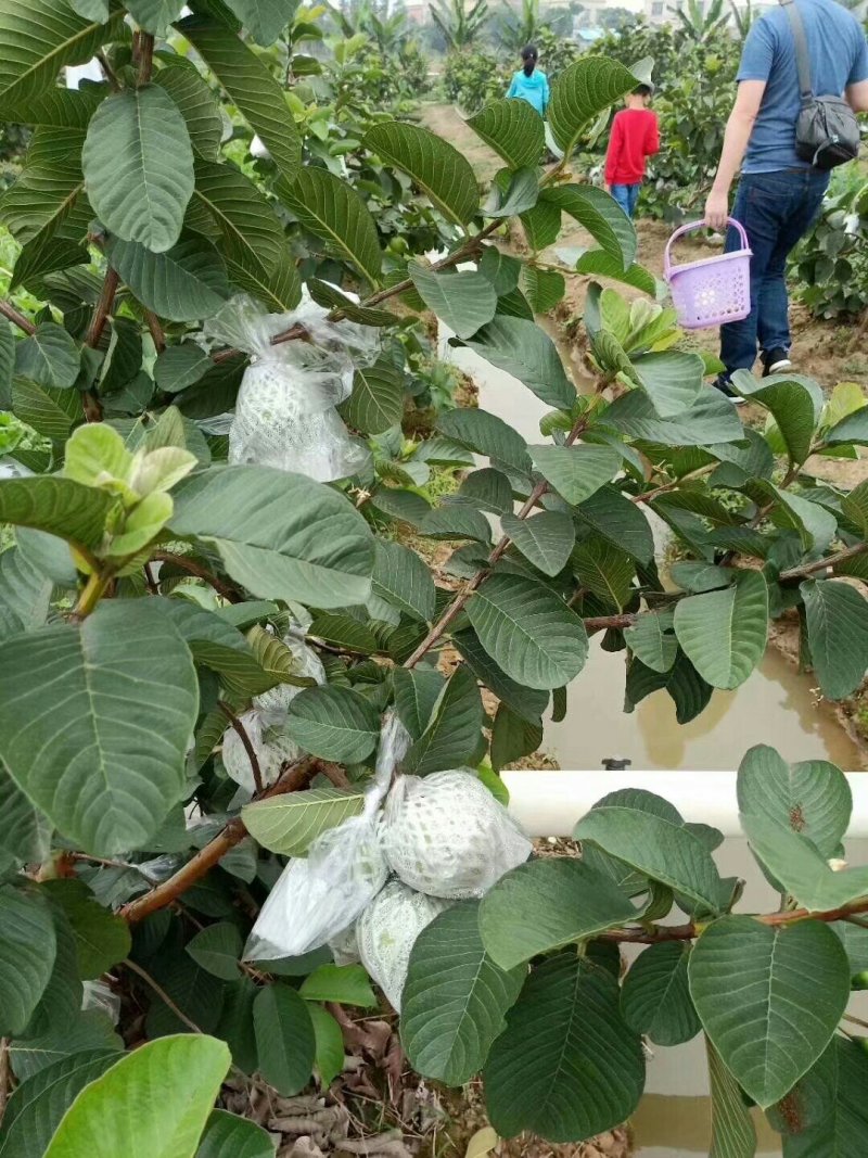 红宝石番石榴苗红宝石芭乐苗新品种无籽少籽芭