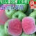 红宝石番石榴苗红宝石芭乐苗新品种无籽少籽芭