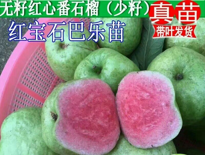 红宝石番石榴苗红宝石芭乐苗新品种无籽少籽芭