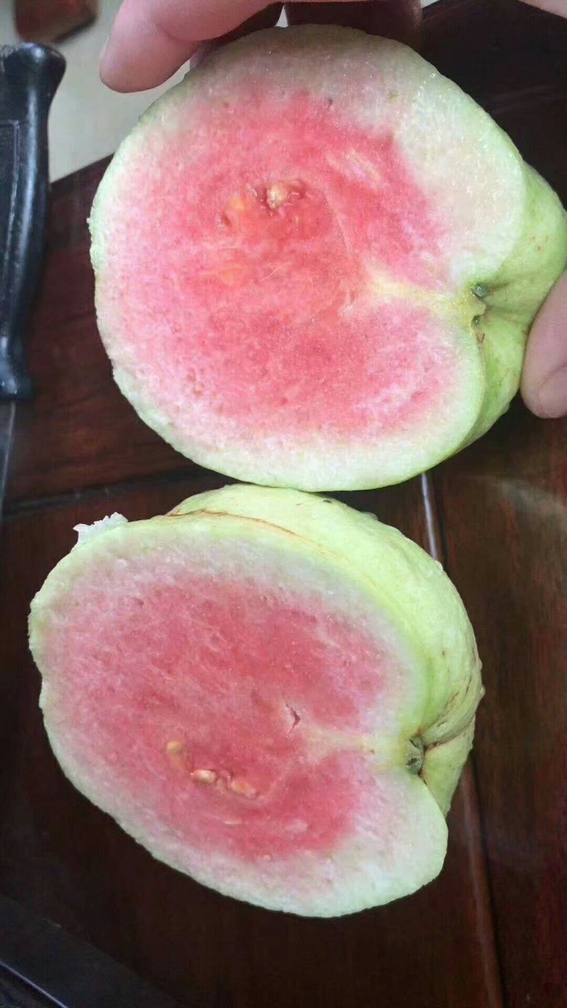 红宝石番石榴苗红宝石芭乐苗新品种无籽少籽芭