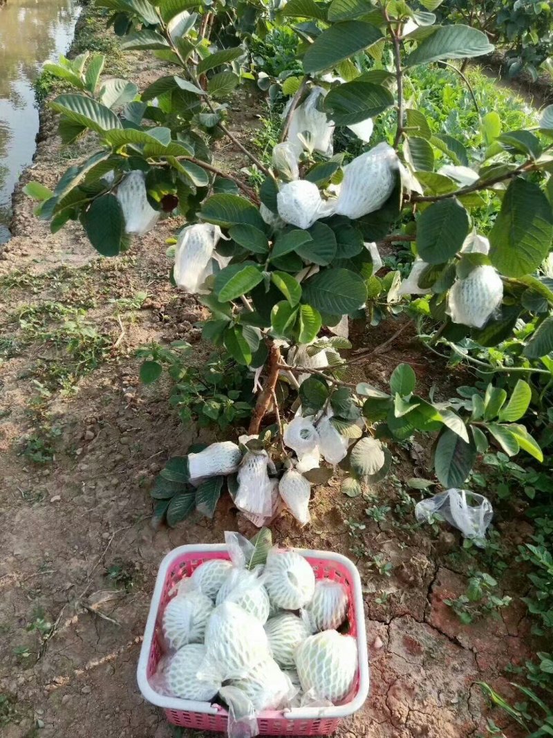 红宝石番石榴苗红宝石芭乐苗新品种无籽少籽芭