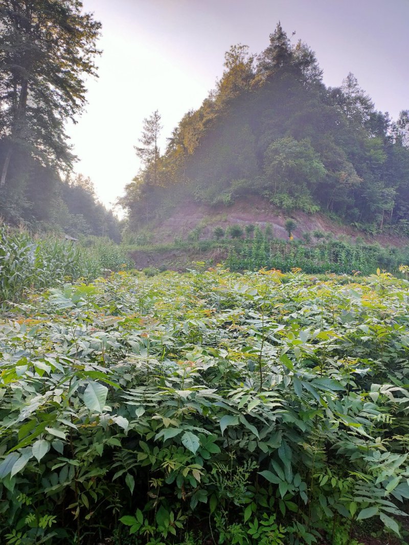 青钱柳苗青钱柳树摇钱树苗青钱柳一手货源自产自销