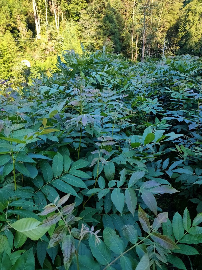 青钱柳苗青钱柳树摇钱树苗青钱柳一手货源自产自销