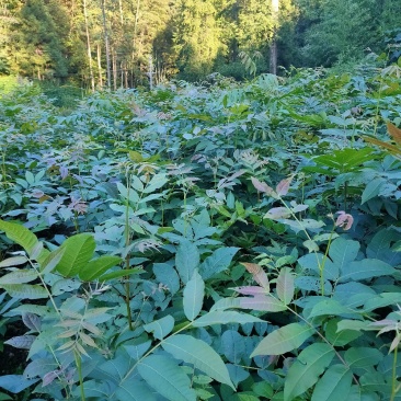 青钱柳苗青钱柳树摇钱树苗青钱柳一手货源自产自销