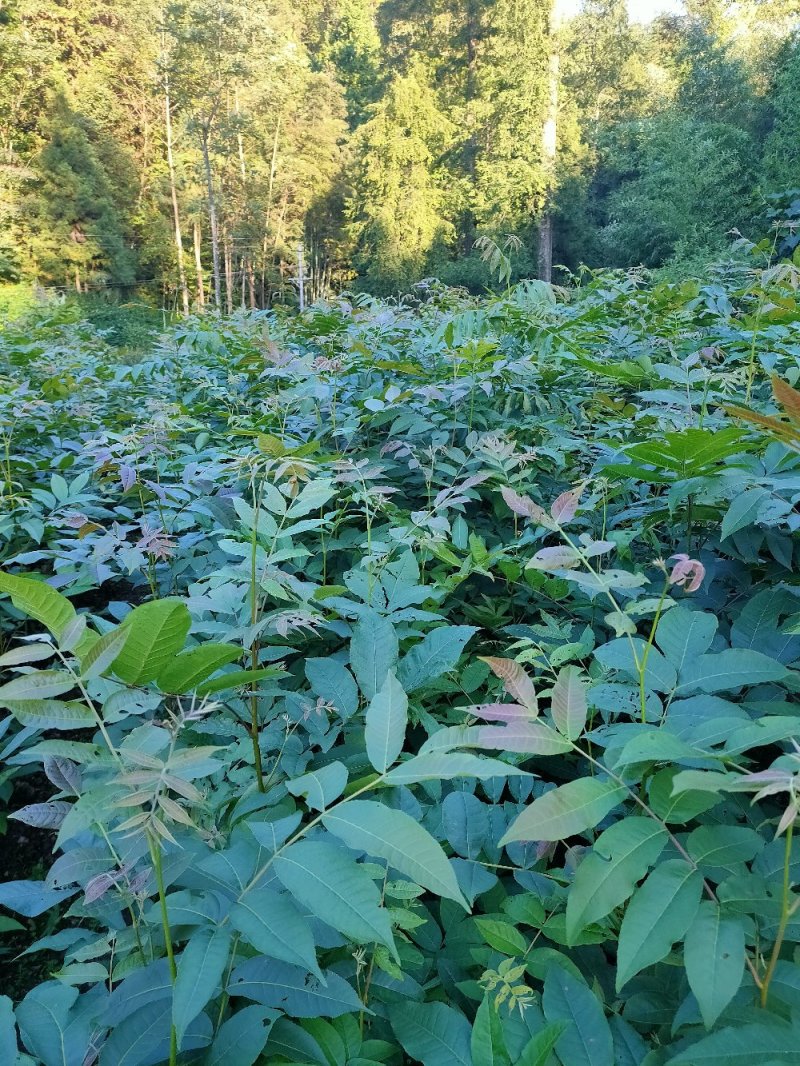 青钱柳苗青钱柳树摇钱树苗青钱柳一手货源自产自销