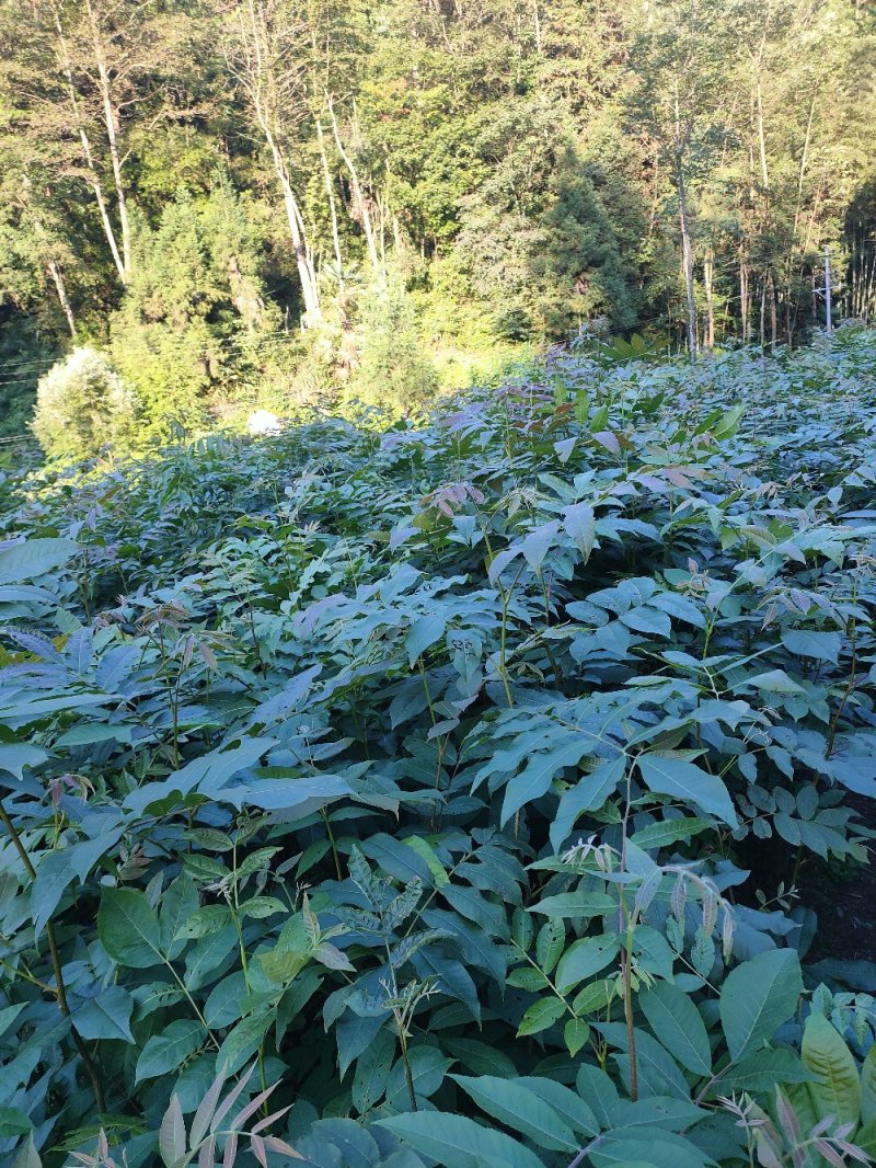 青钱柳苗青钱柳树摇钱树苗青钱柳一手货源自产自销
