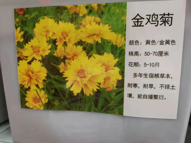 金鸡菊多年生花卉种子金鸡菊种子花海景观必备品多年生开花