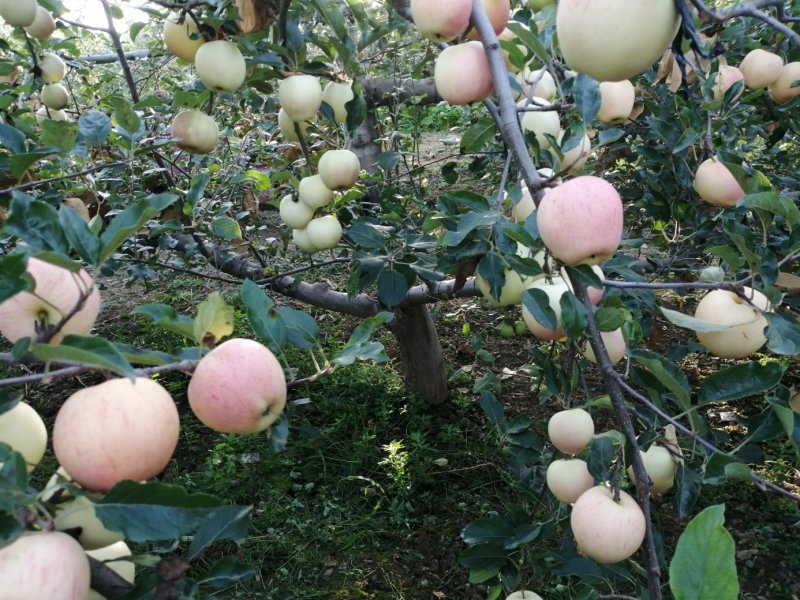 苹果