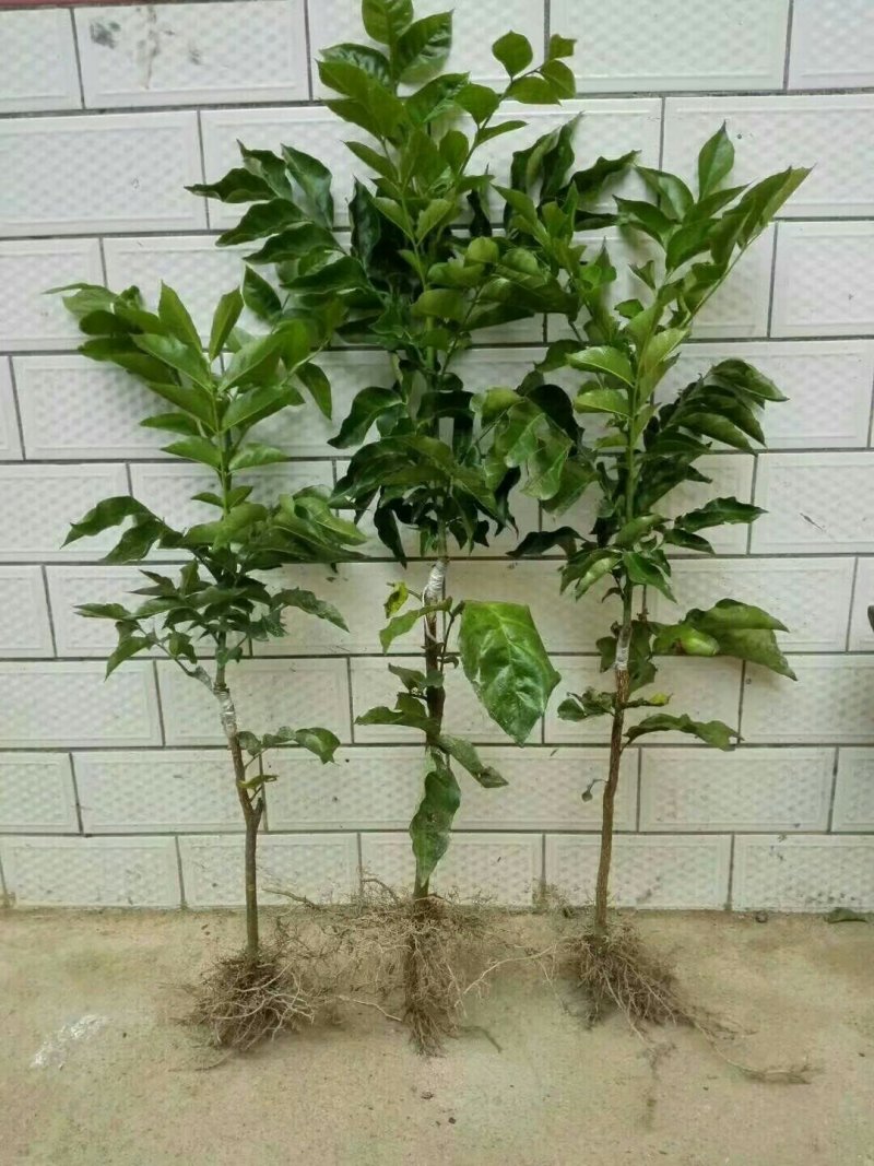 广西正宗黑黄皮苗黄皮苗正宗嫁接苗鸡心黄皮苗