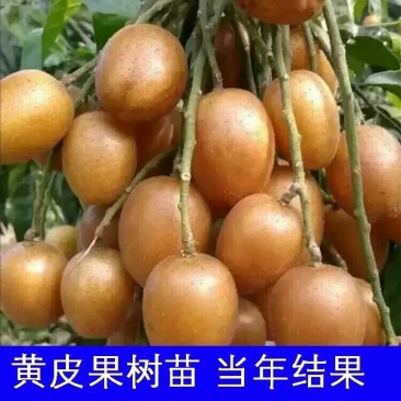 广西正宗黑黄皮苗黄皮苗正宗嫁接苗鸡心黄皮苗