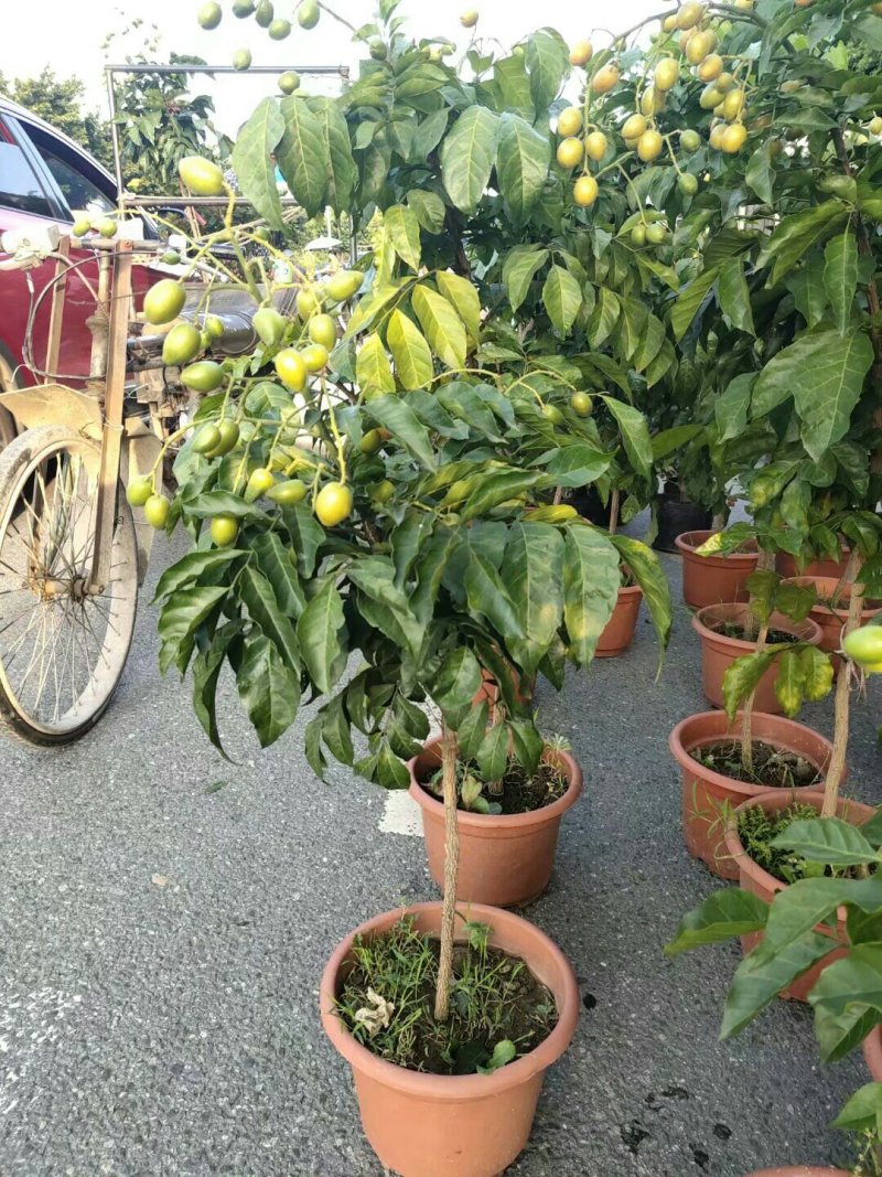 广西正宗黑黄皮苗黄皮苗正宗嫁接苗鸡心黄皮苗