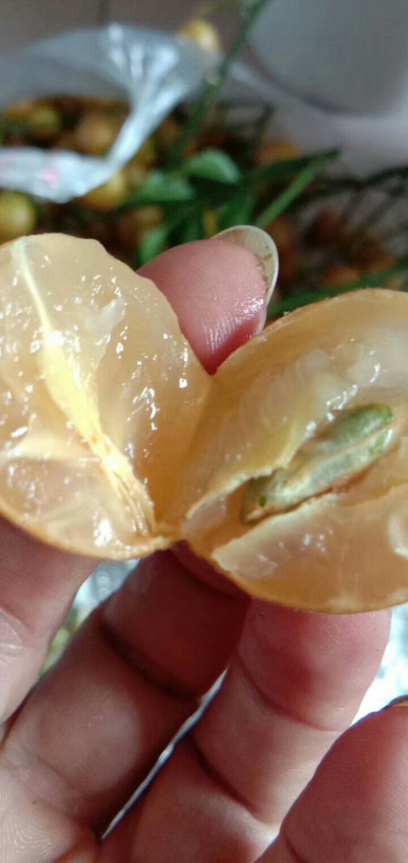 广西正宗黑黄皮苗黄皮苗正宗嫁接苗鸡心黄皮苗