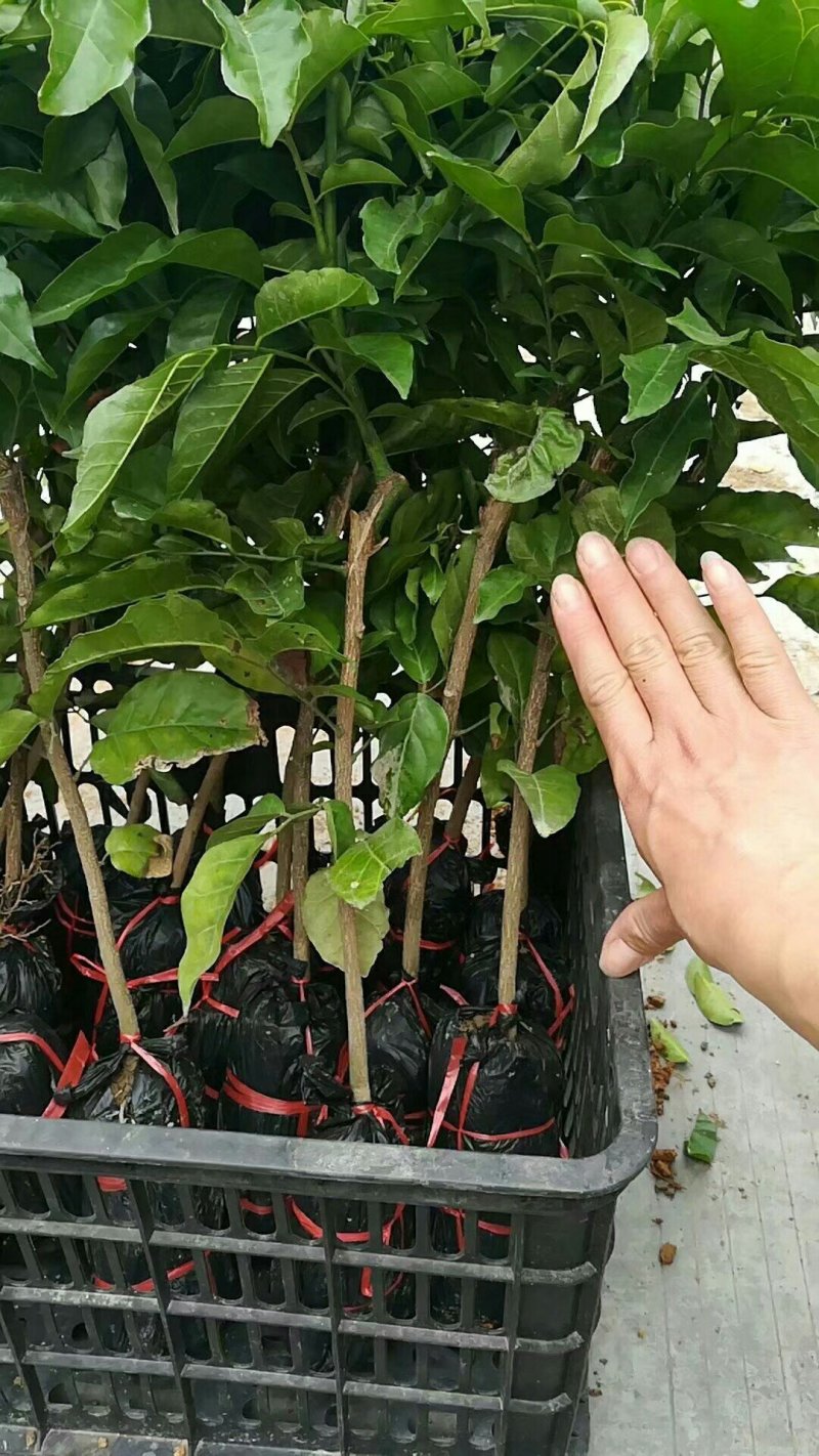 广西正宗黑黄皮苗黄皮苗正宗嫁接苗鸡心黄皮苗