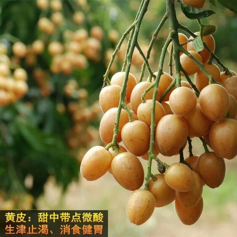 广西正宗黑黄皮苗黄皮苗正宗嫁接苗鸡心黄皮苗