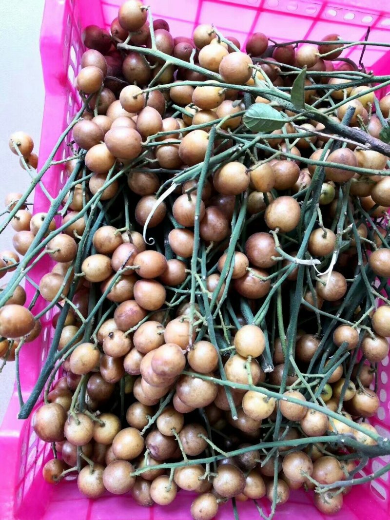 广西正宗黑黄皮苗黄皮苗正宗嫁接苗鸡心黄皮苗
