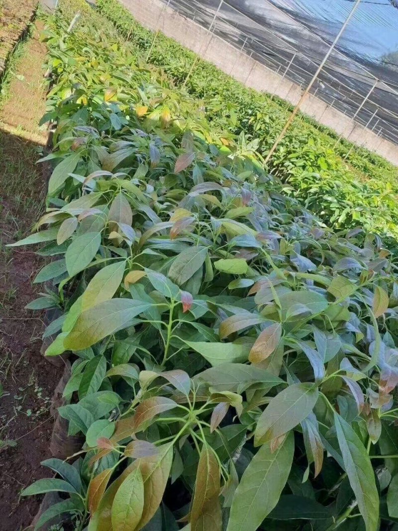 牛油果树苗美国哈斯牛油果苗树苗鳄梨牛油果苗