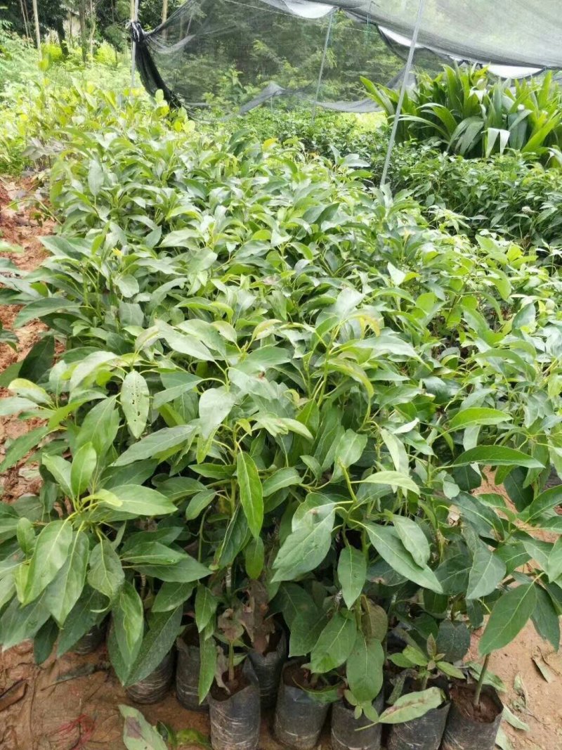 牛油果树苗美国哈斯牛油果苗树苗鳄梨牛油果苗