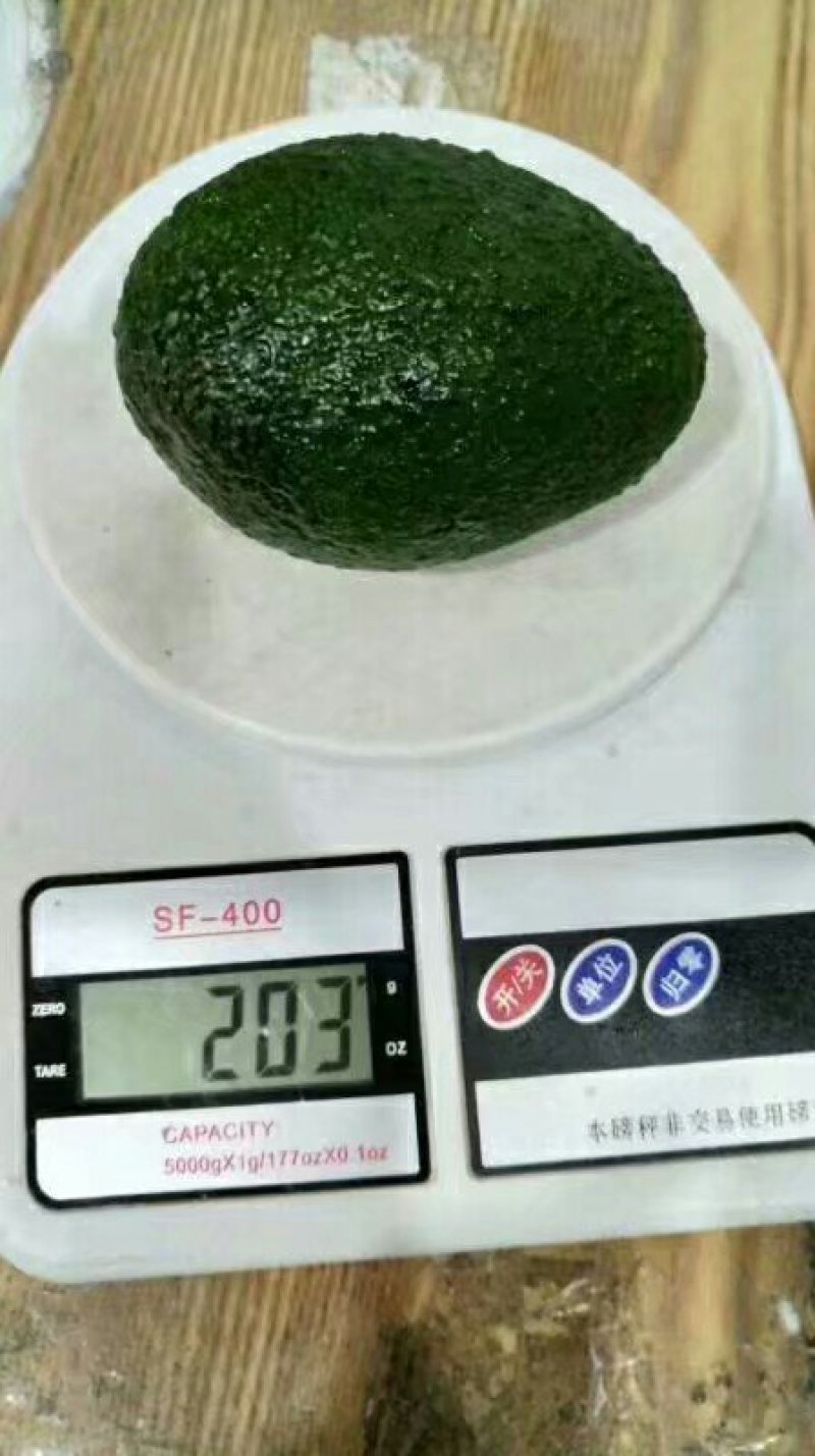 牛油果树苗美国哈斯牛油果苗树苗鳄梨牛油果苗