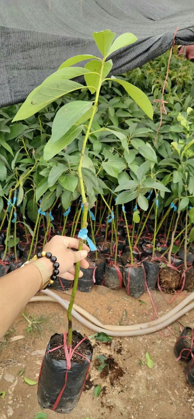 牛油果树苗美国哈斯牛油果苗树苗鳄梨牛油果苗