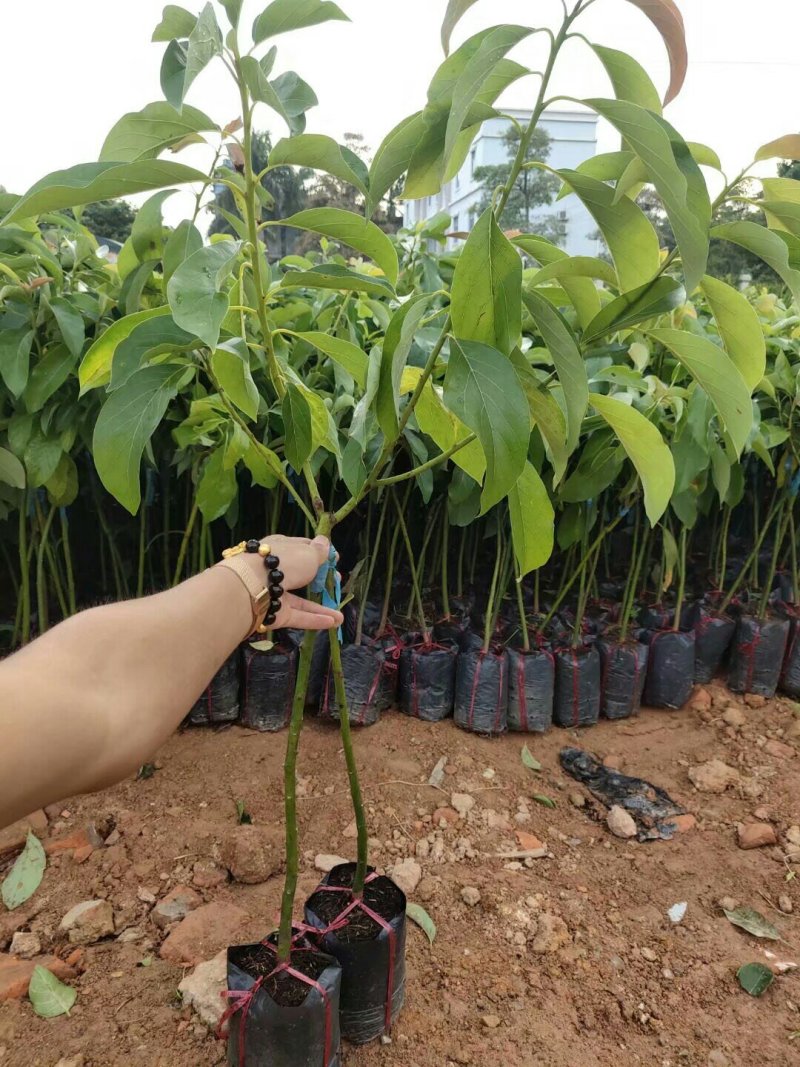 牛油果树苗美国哈斯牛油果苗树苗鳄梨牛油果苗