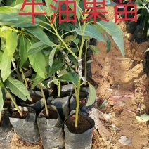 牛油果树苗美国哈斯牛油果苗树苗鳄梨牛油果苗