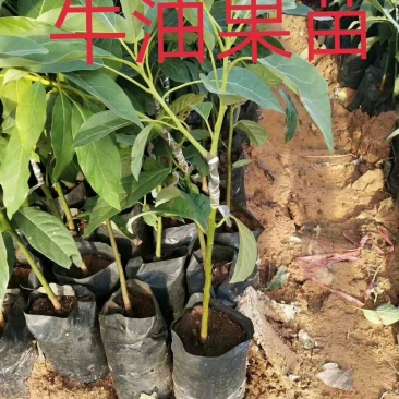 牛油果树苗美国哈斯牛油果苗树苗鳄梨牛油果苗