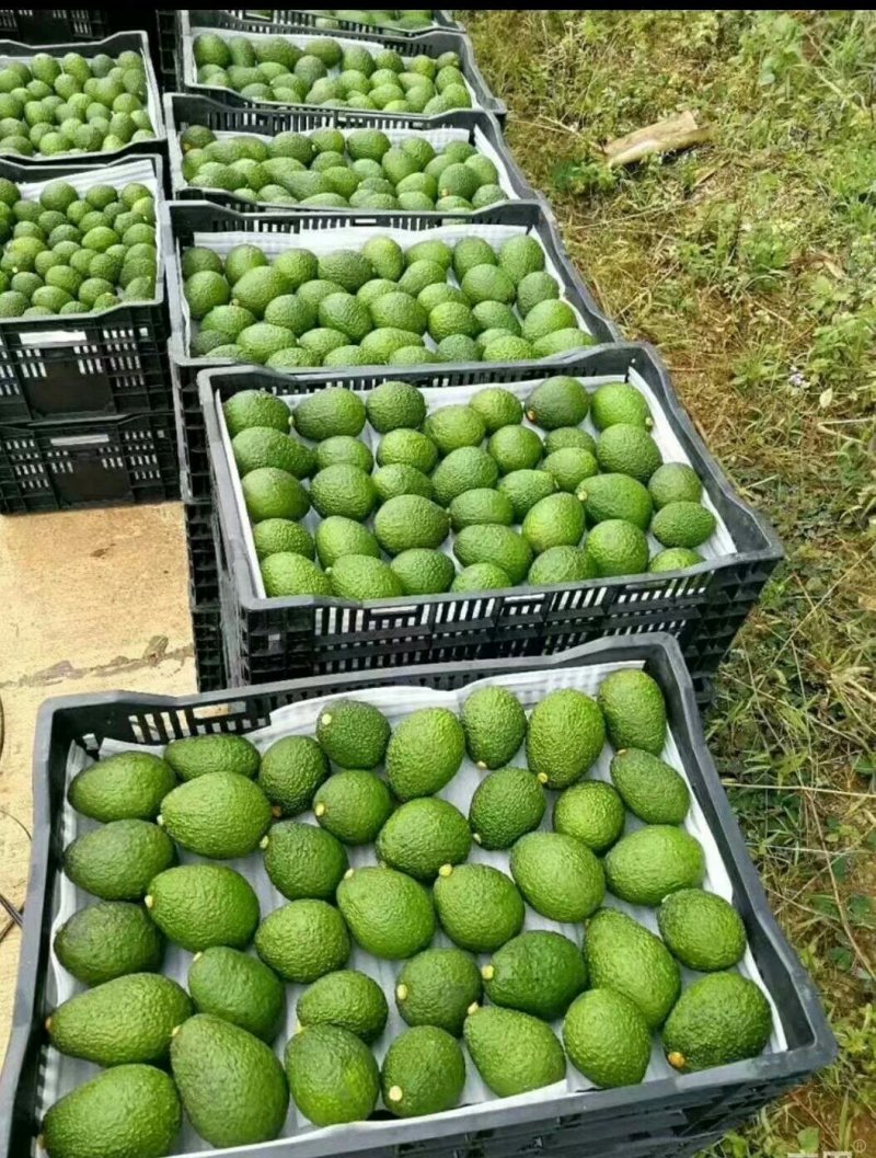 牛油果树苗美国哈斯牛油果苗树苗鳄梨牛油果苗