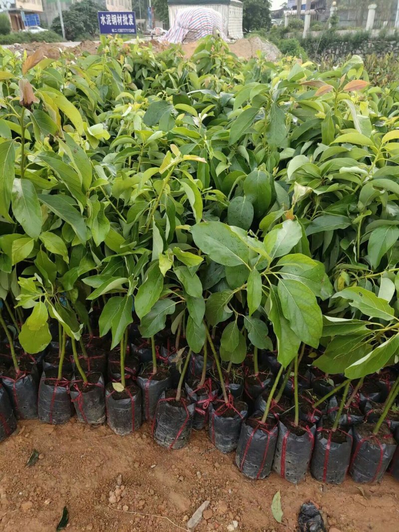 牛油果树苗美国哈斯牛油果苗树苗鳄梨牛油果苗