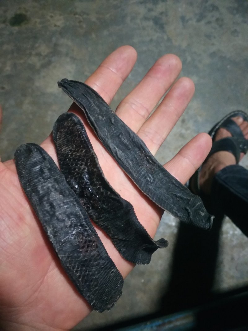 水蛭，蚂蝗干货，人工采收，加工，晒干，药用价值高