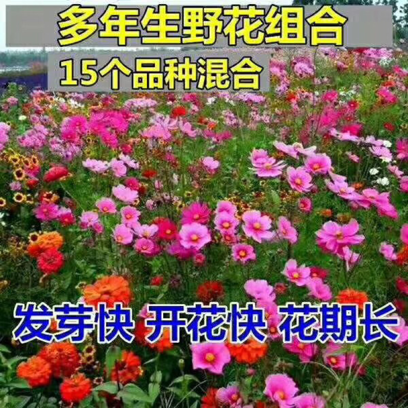 花卉组合种子花海种子野花组合种子草花组合种子景观耐寒四季