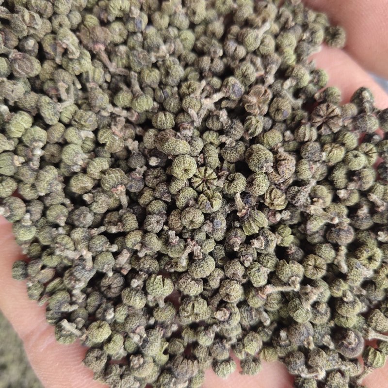 吴茱萸，江西中花，批发各种规格中药材关书药业