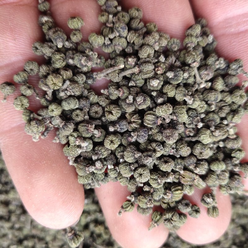 吴茱萸，江西中花，批发各种规格中药材关书药业