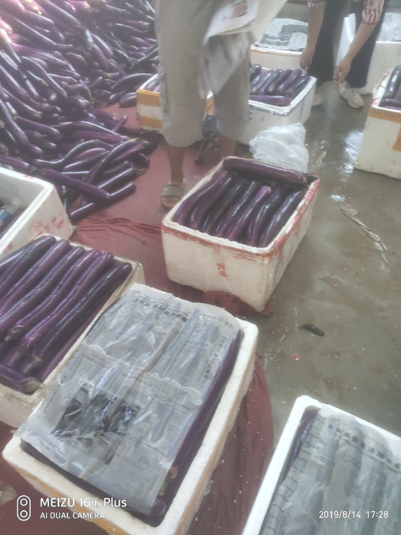 紫长茄长茄子广茄紫长茄精品货源货源足产地直销