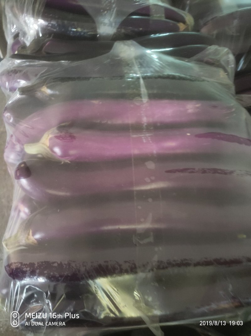 紫长茄长茄子广茄紫长茄精品货源货源足产地直销