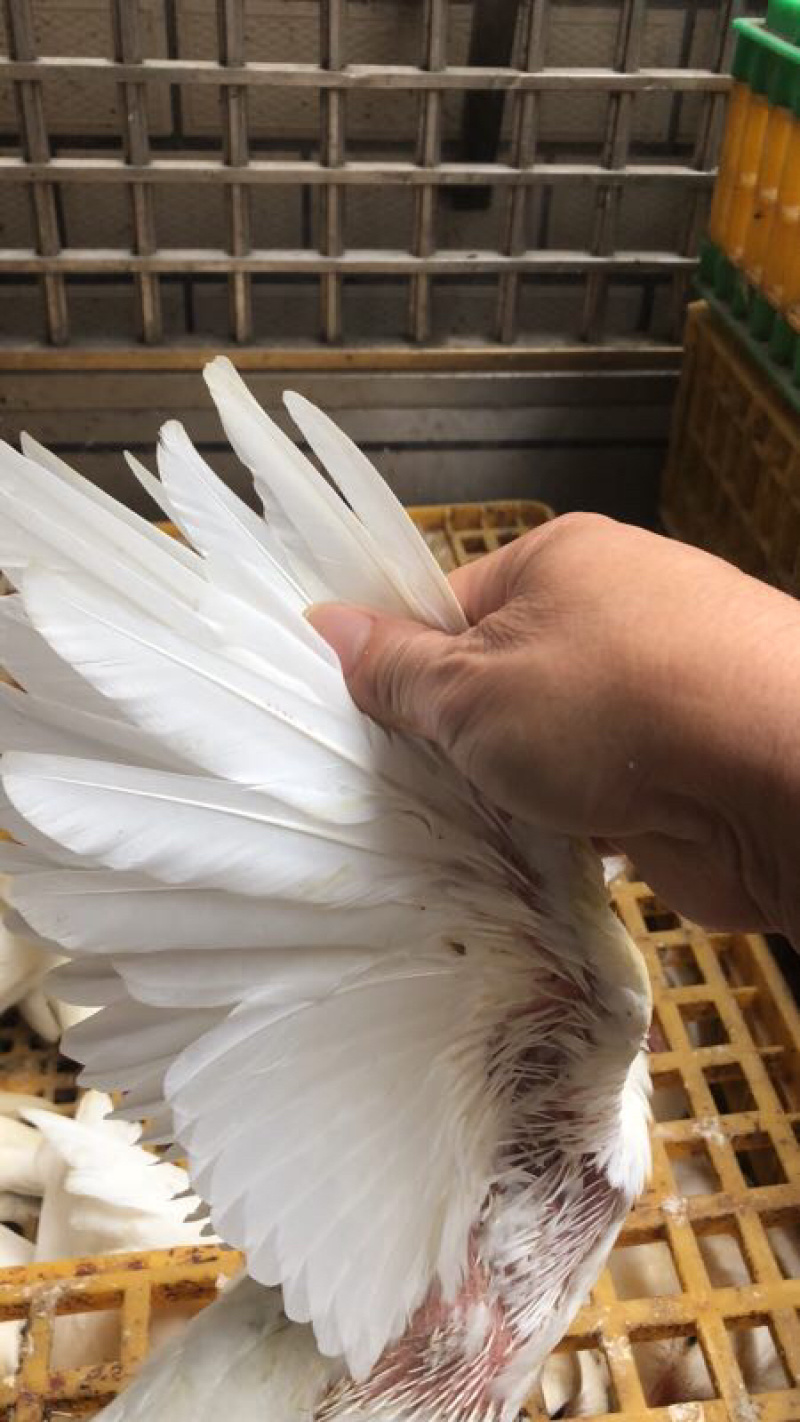 鸽子