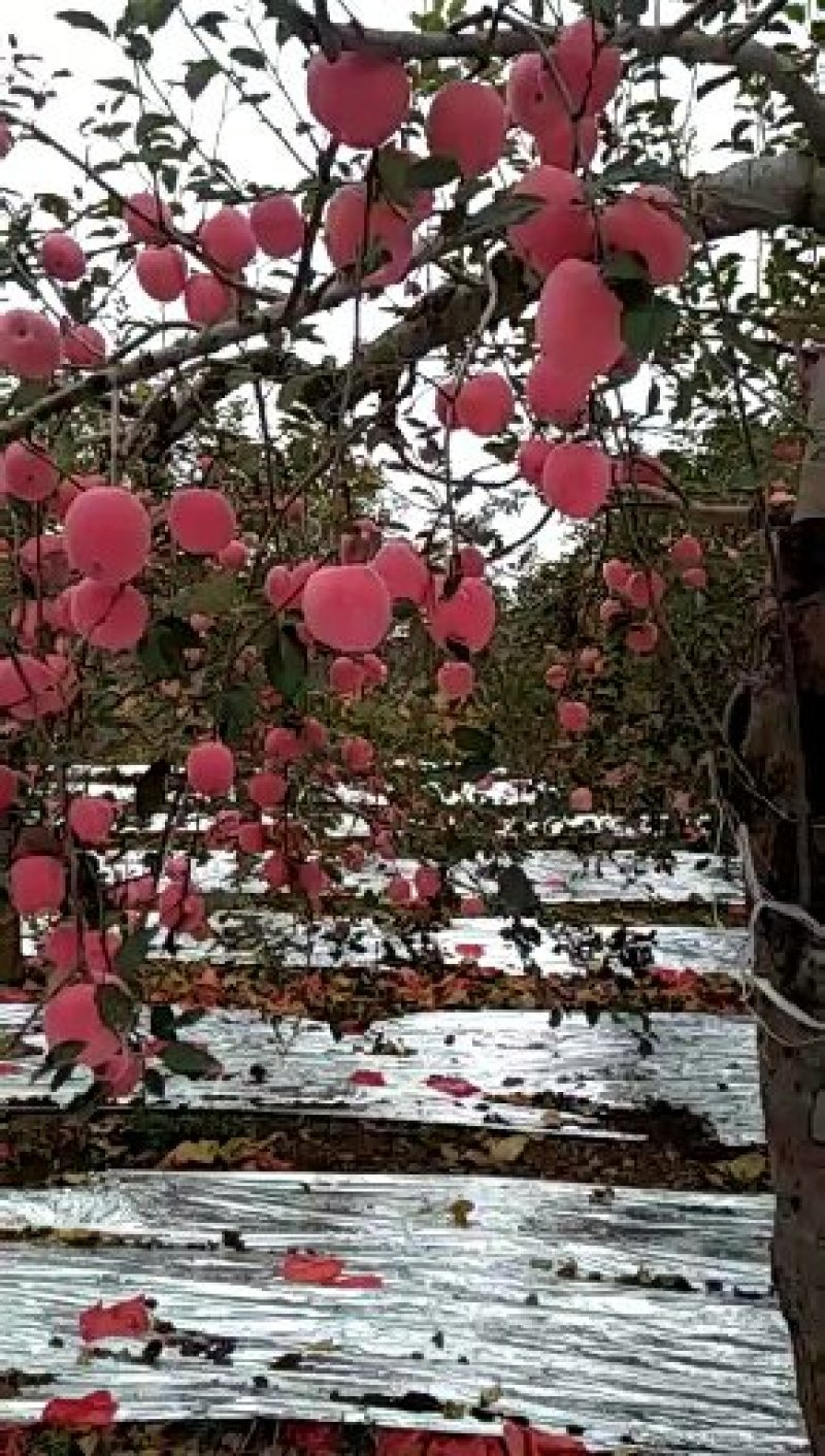 红富士苹果
