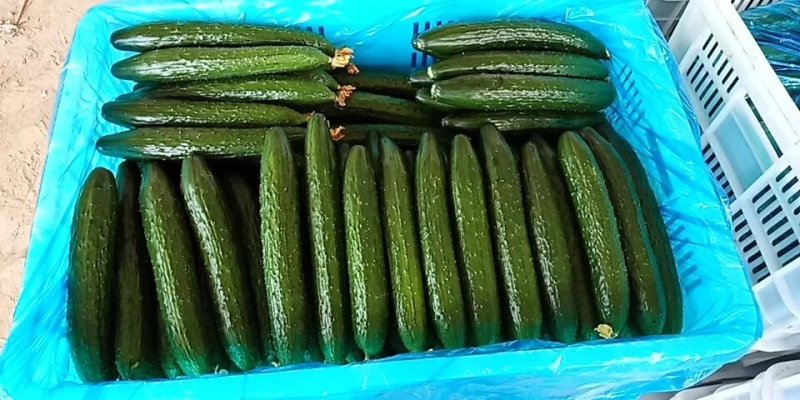【优质】山东黄瓜大量上市中25公分以上鲜花带刺量大从优