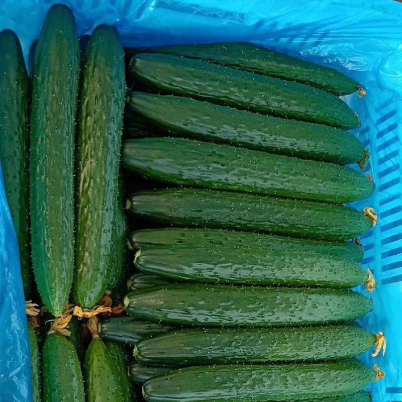 【优质】山东黄瓜大量上市中25公分以上鲜花带刺量大从优