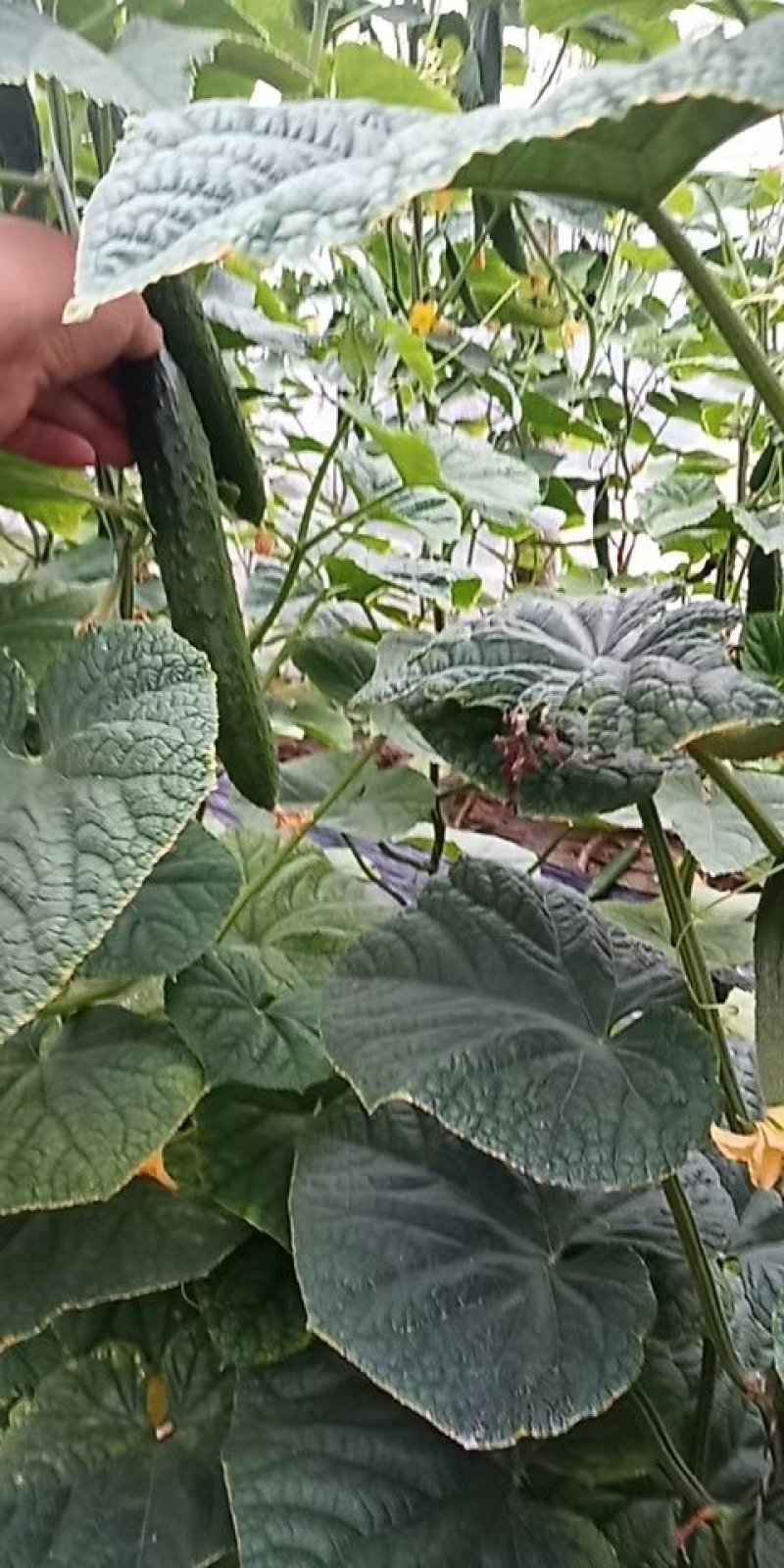 【优质】山东黄瓜大量上市中25公分以上鲜花带刺量大从优