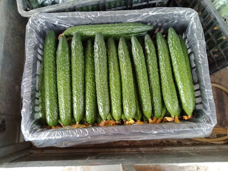 【优质】山东黄瓜大量上市中25公分以上鲜花带刺量大从优