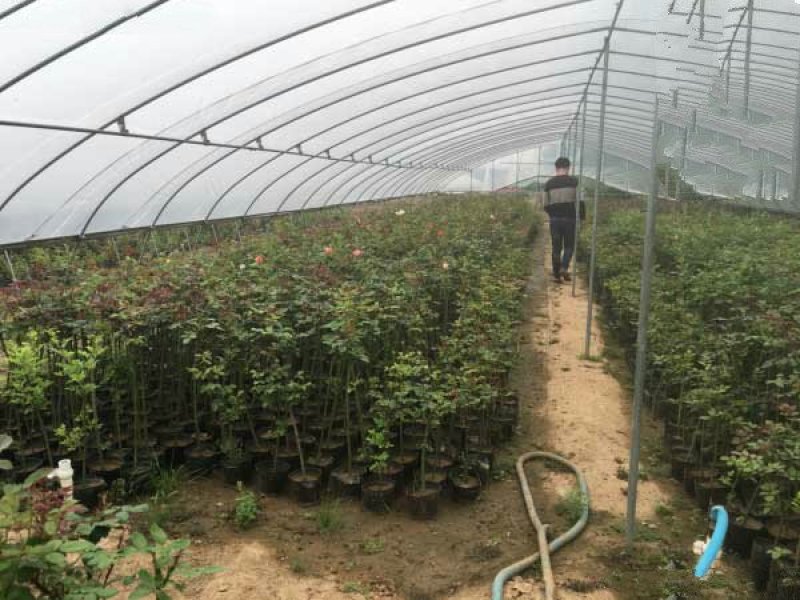主要规格1-2-3-4-5-6-7-8-9-公分的树状月
