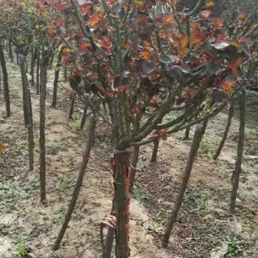 主要规格1-2-3-4-5-6-7-8-9-公分的树状月