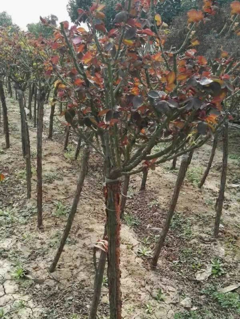 主要规格1-2-3-4-5-6-7-8-9-公分的树状月