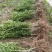 杨梅苗包技术.无病毒.假一赔百