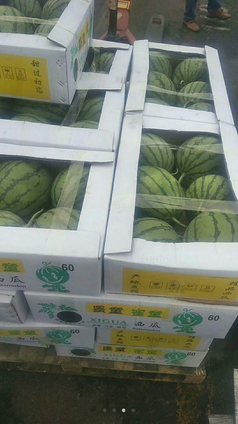 蜜童西瓜