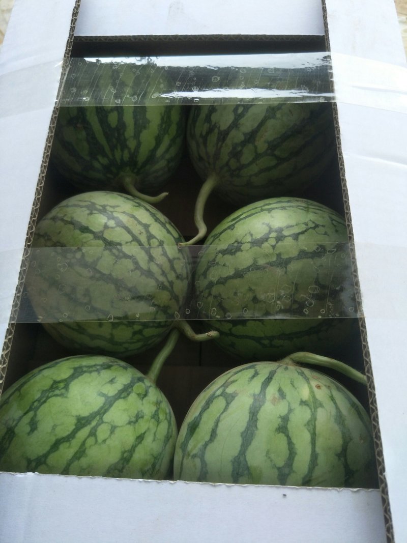 蜜童西瓜