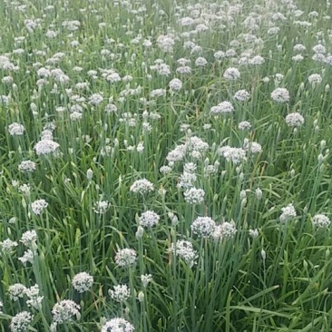 韭花
