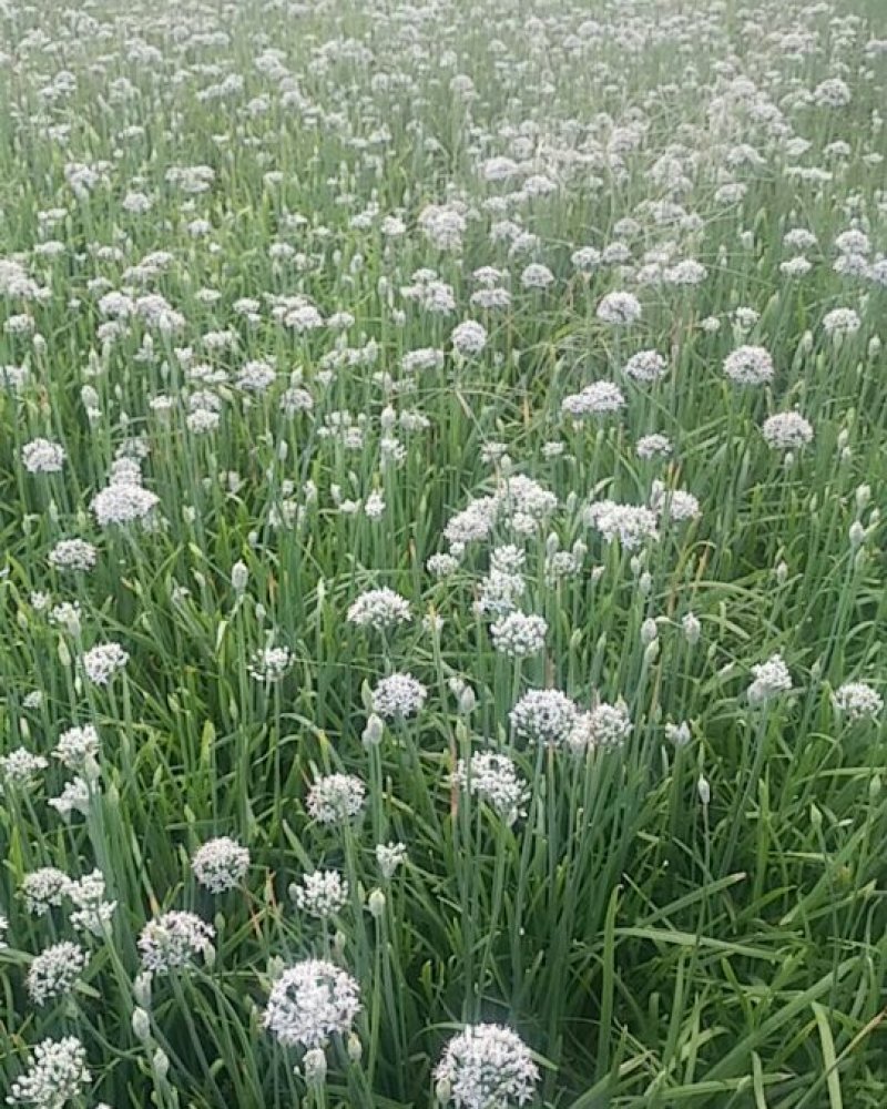 韭花